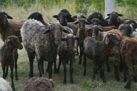 生肖羊2025健康管理