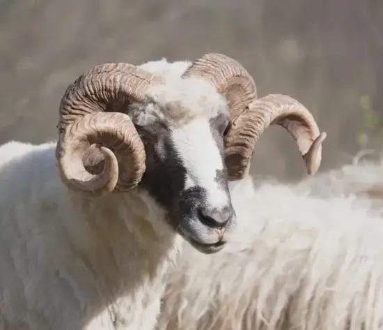 2025年2月9日白羊牌局方位详解 白羊座打牌吉位示意图