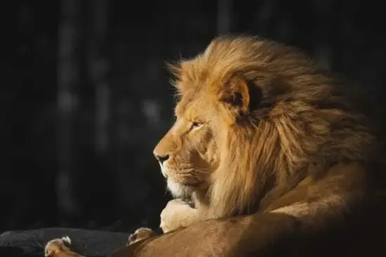 狮子座和白羊座配对指南