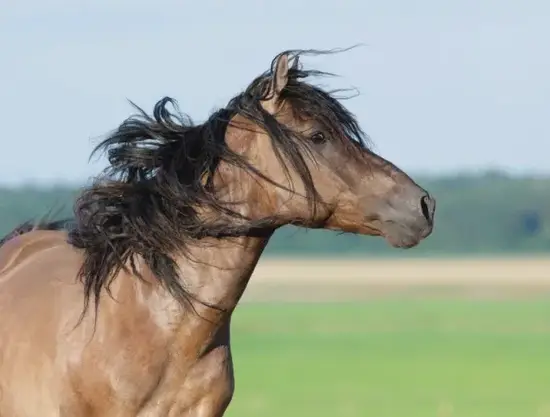 属马人财富管理法则